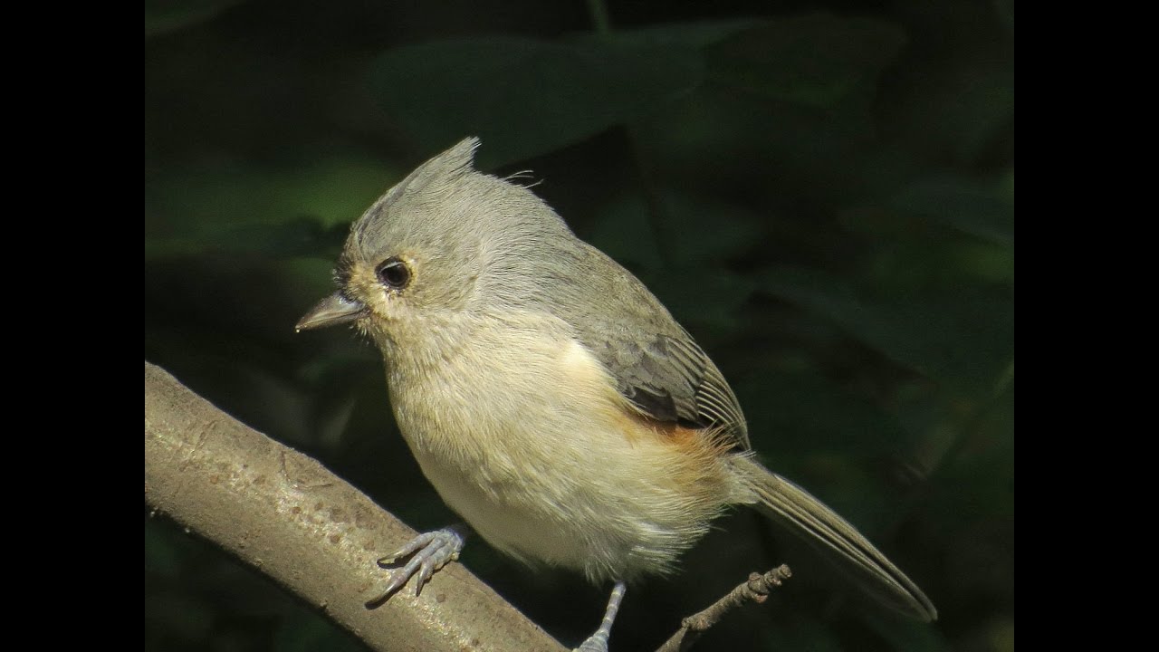 Filming the Feathers: Tufted Titmice