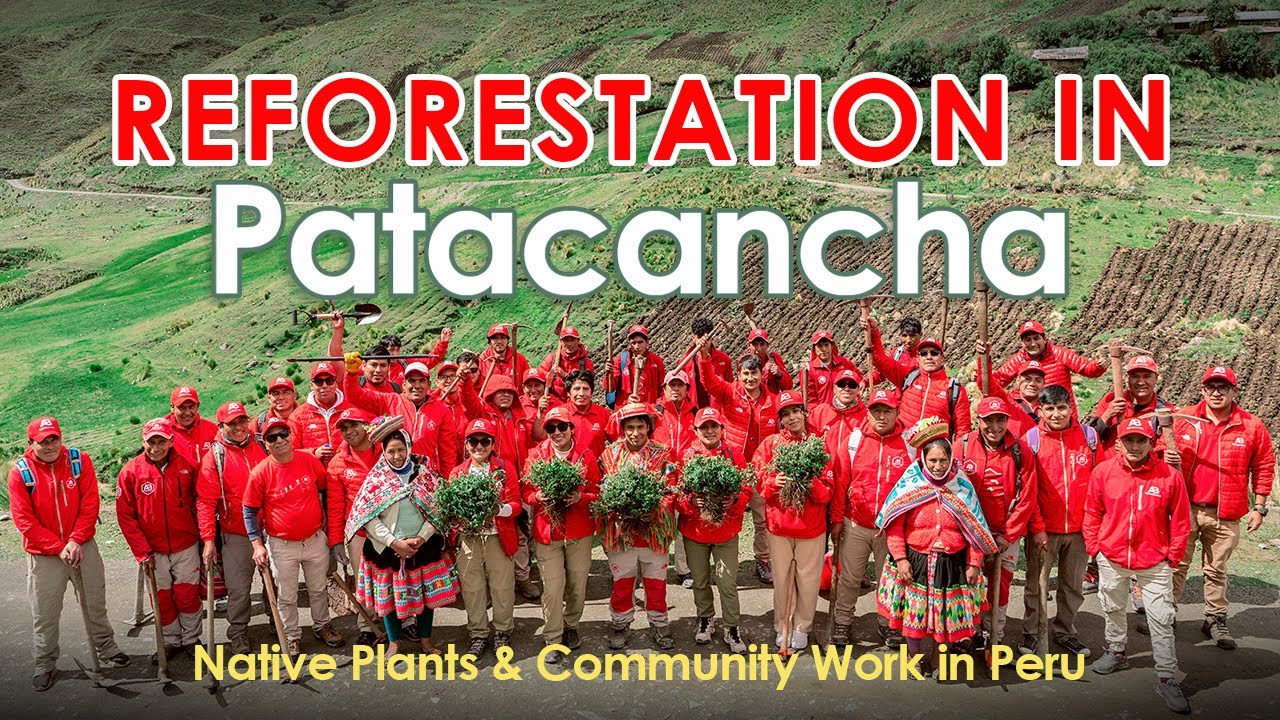 Восстановление лесов в Патаканче | Местные растения и работа с местным населением в Перу