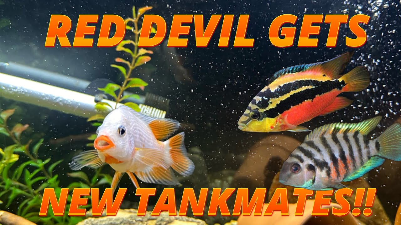 KILLER RED DEVIL GETS NEW TANK MATES!!?(50 GALLON UPDATE)#fish #aquarium #cichlid #subscribe