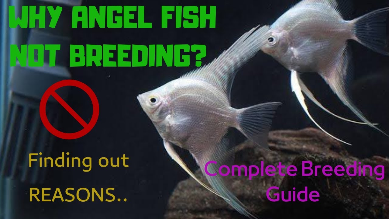 Why Angel Fishes not Breeding? | Breeding Angel Fishes | Angel Breeding tank setup| #breedingangel