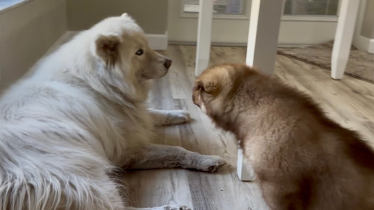 	When Your Puppy Is Too Much… Even for Mom 😂🐺