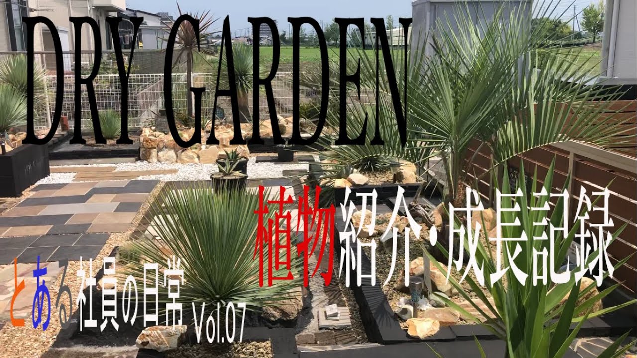ドライガーデン  植物紹介  成長記録