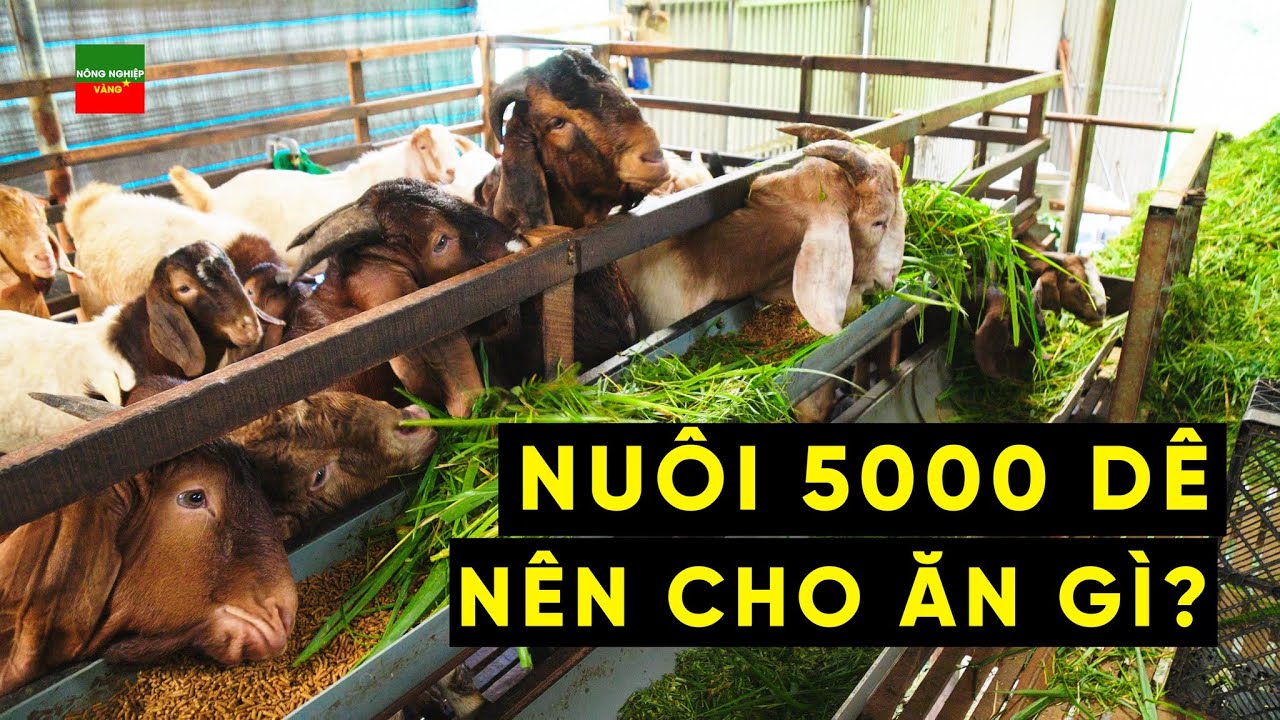 CHẾ ĐỘ THỨC ĂN CỦA TRẠI DÊ THỊT 5000 CON