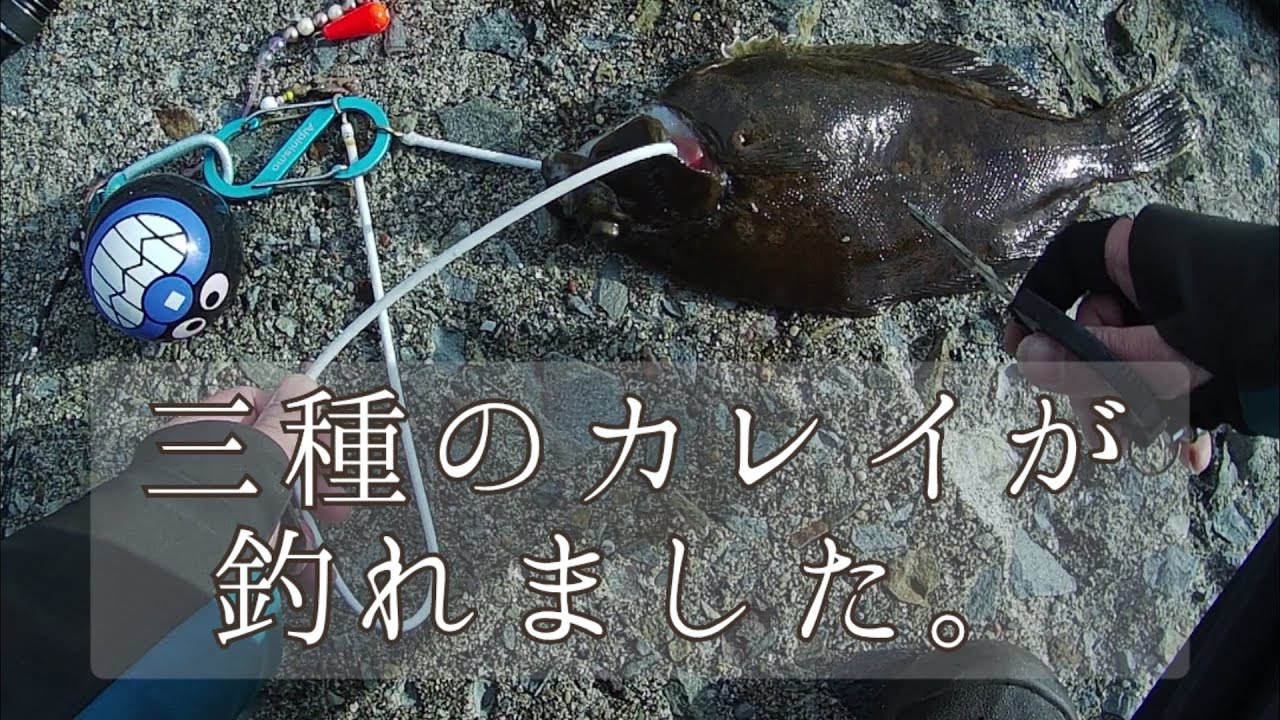 【北海道釣り】函館クリガニのち日本海カレイ釣り【函館釣り】江差方面