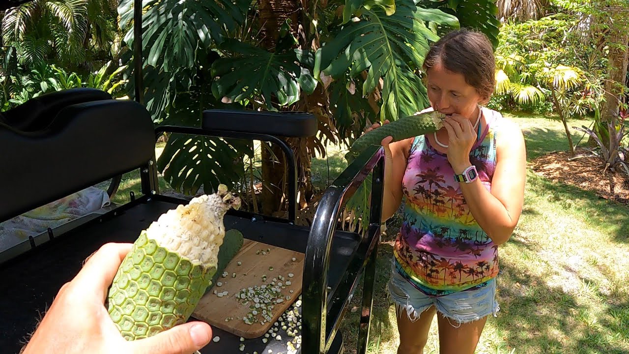 Monstera Deliciosa Fruit Harvesting and Taste Test | How to eat the ripe fruit safely!