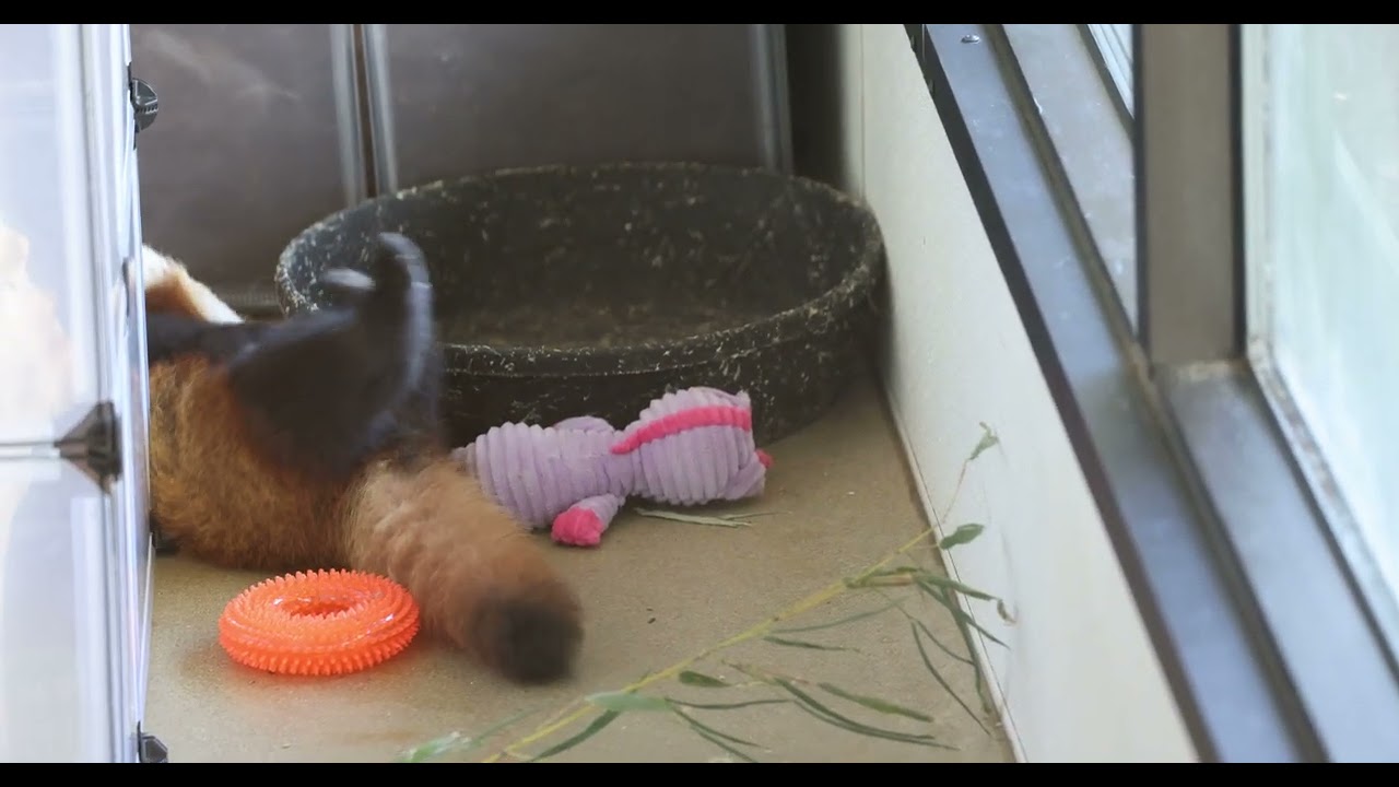 Red Panda Cubs and the Doing of Stuff