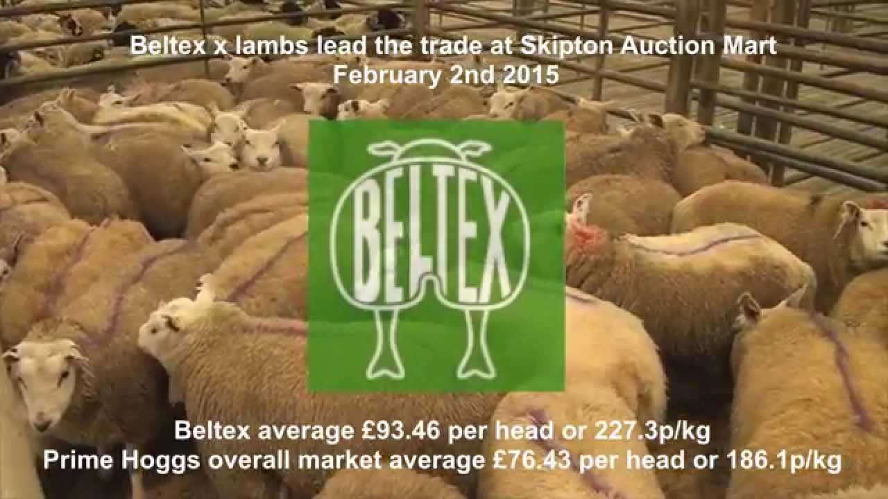 Beltex x lambs lead the trade at Skipton Mart Feb 2nd 2015