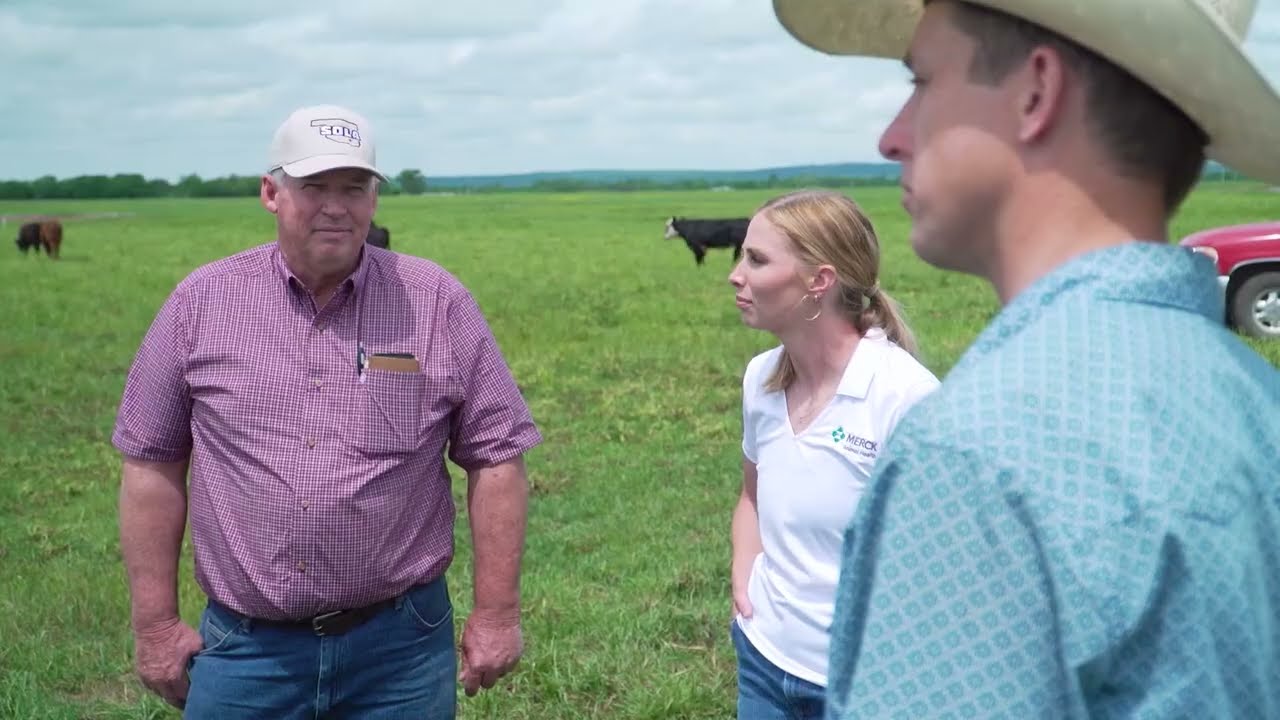 Merck Animal Health: Helping Stocker Operations Manage Herd Health