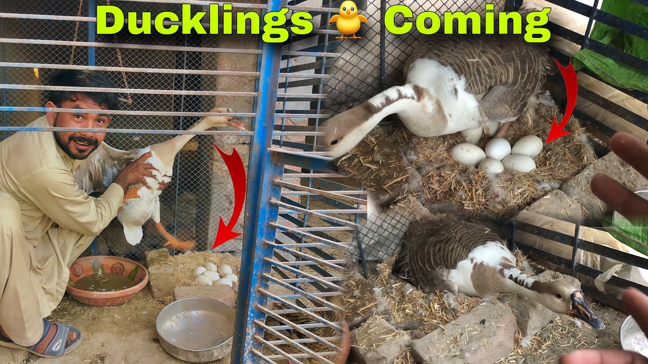 Finally Duck🦆kurak Ho Gay🥹Ab Masla Ban Gya😭