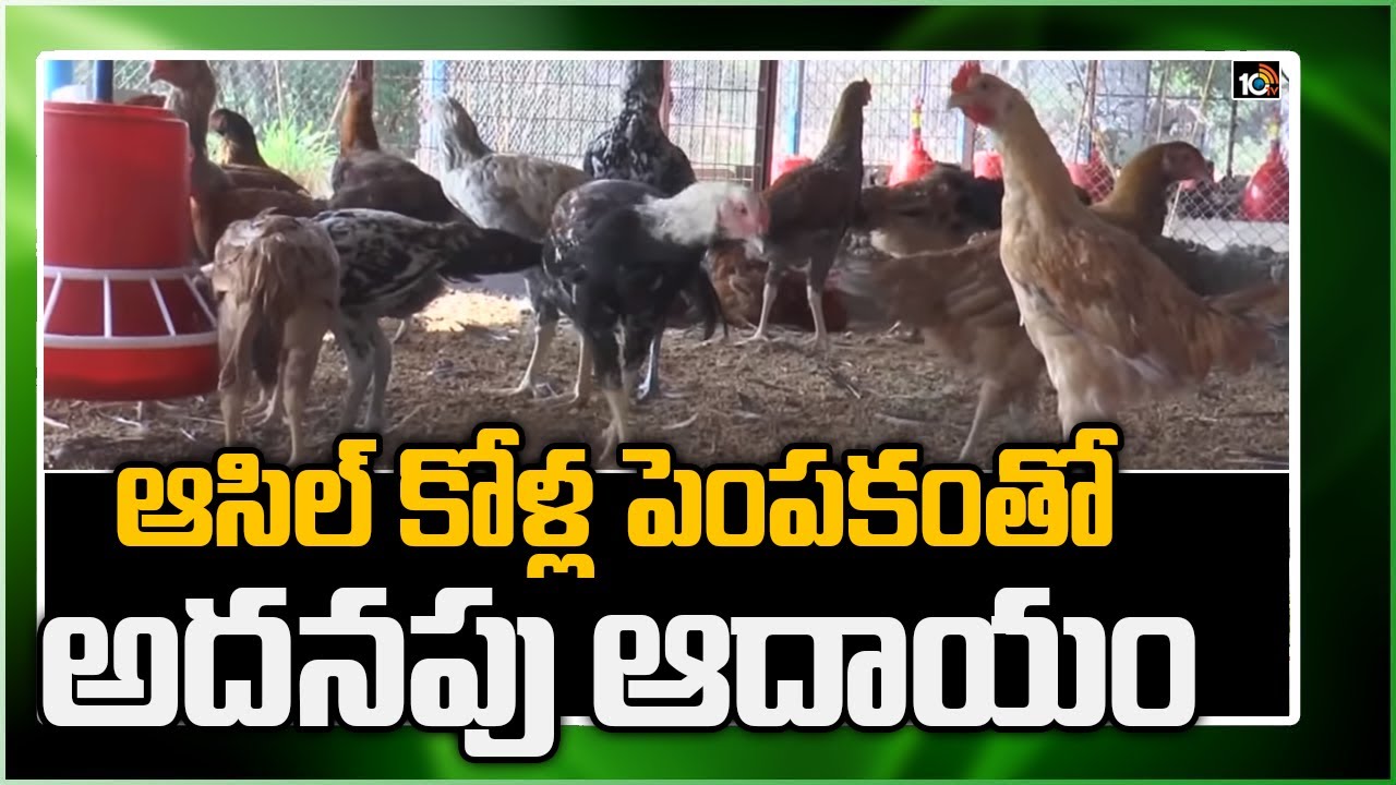 ఆసిల్ కోళ్ల పెంప‌కంతో అద‌న‌పు ఆదాయం | Asil Or Aseel Chicken Poultry Farm | Matti Manishi | 10TV News