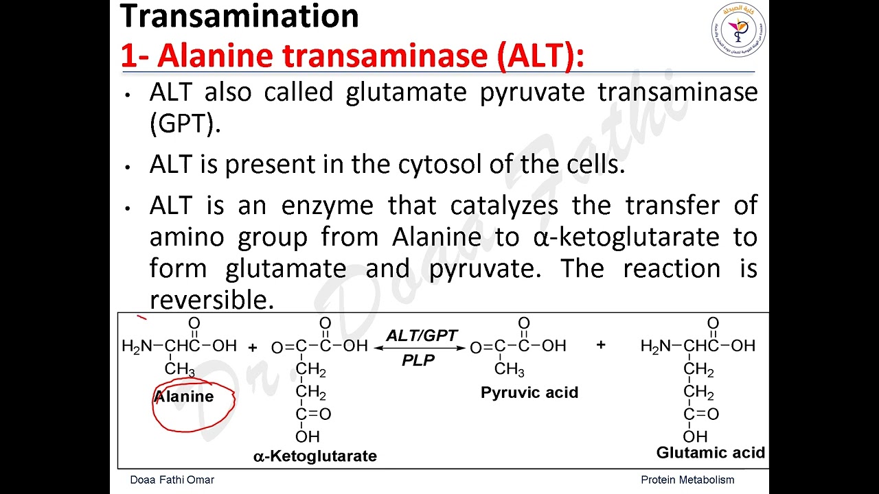 Protein Metabolism