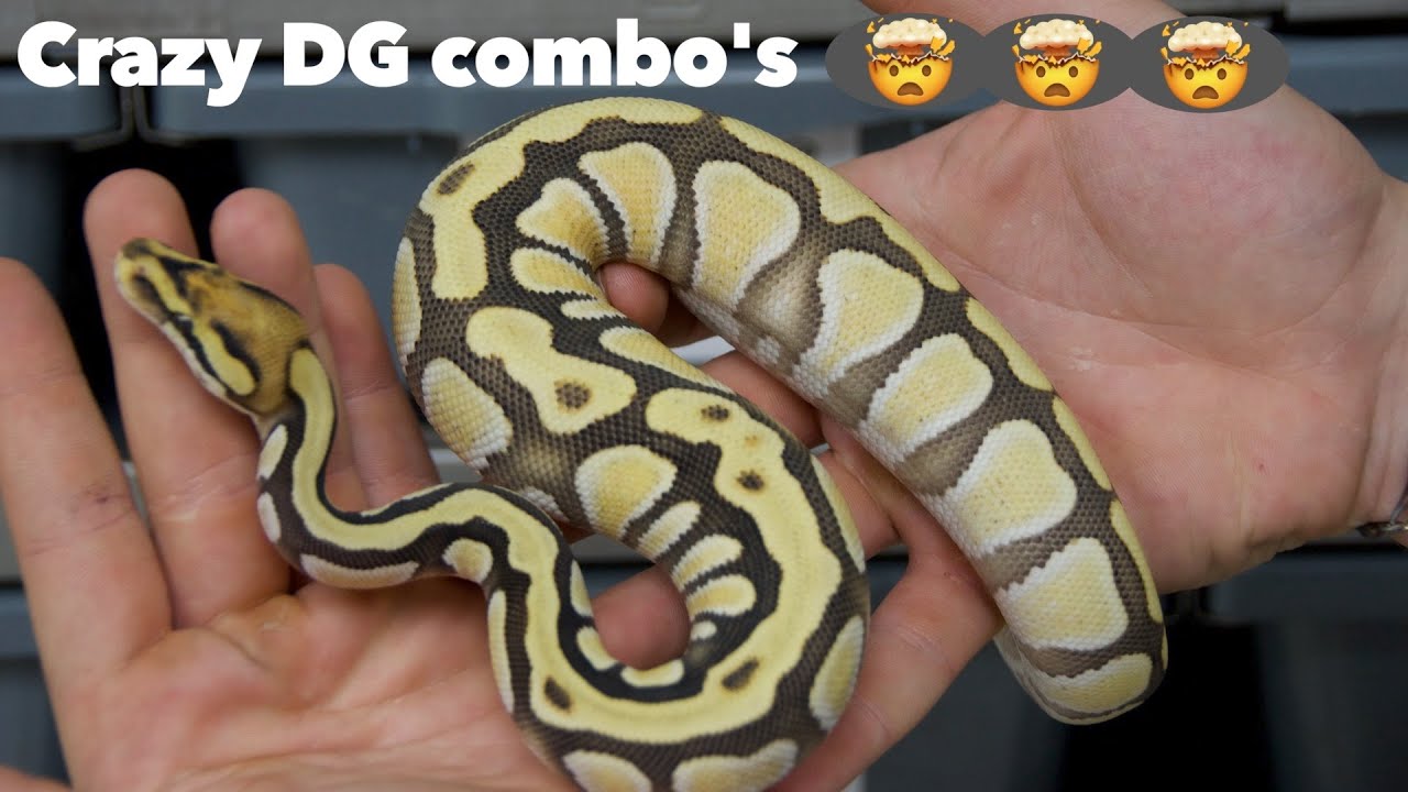 Our BEST Desert Ghost Combos!
