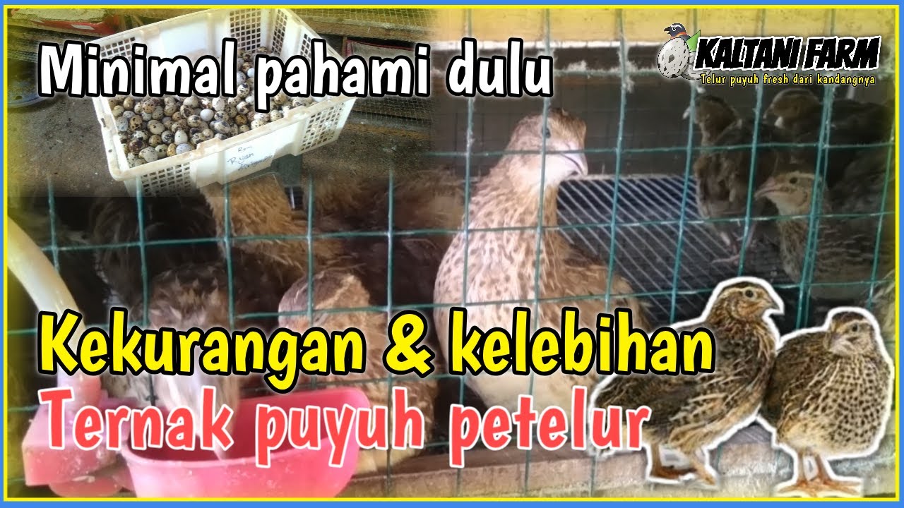 Kelebihan kekurangan ternak puyuh petelur
