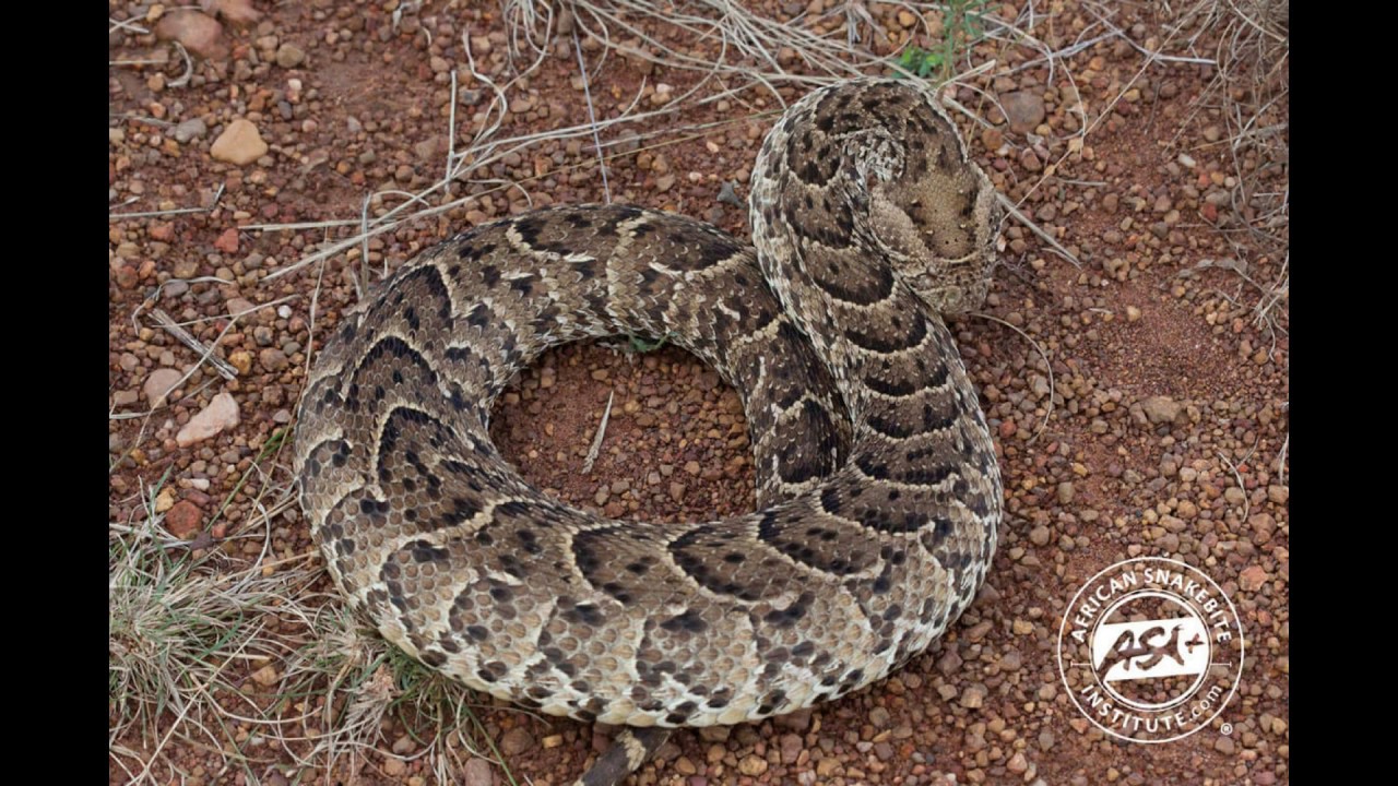 How to catch Puff Adders