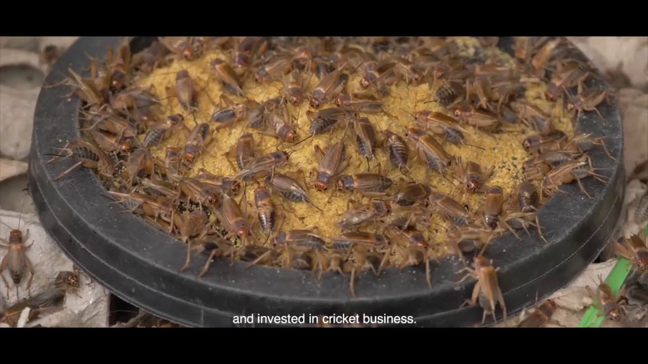 Pag-aalaga ng insekto (kuliglig)| Cricket