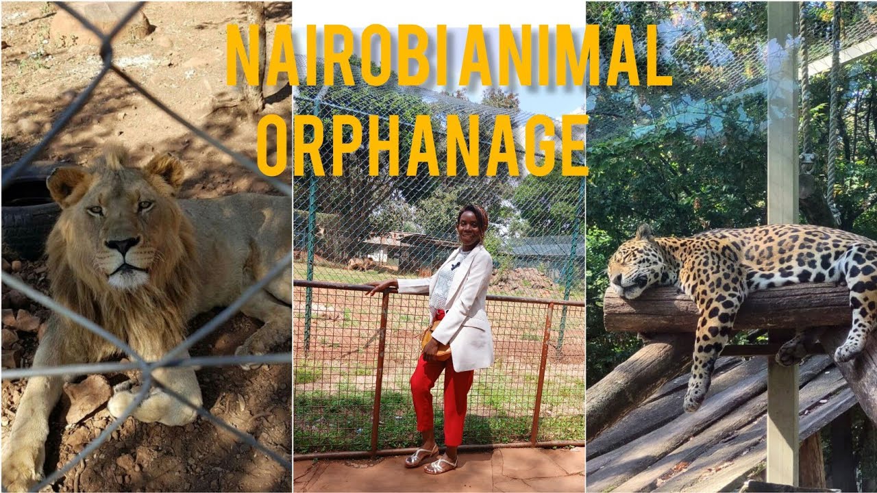 Exploring Nairobi Animal Orphanage | Close Encounters with Kenya’s Wildlife!Episode 3