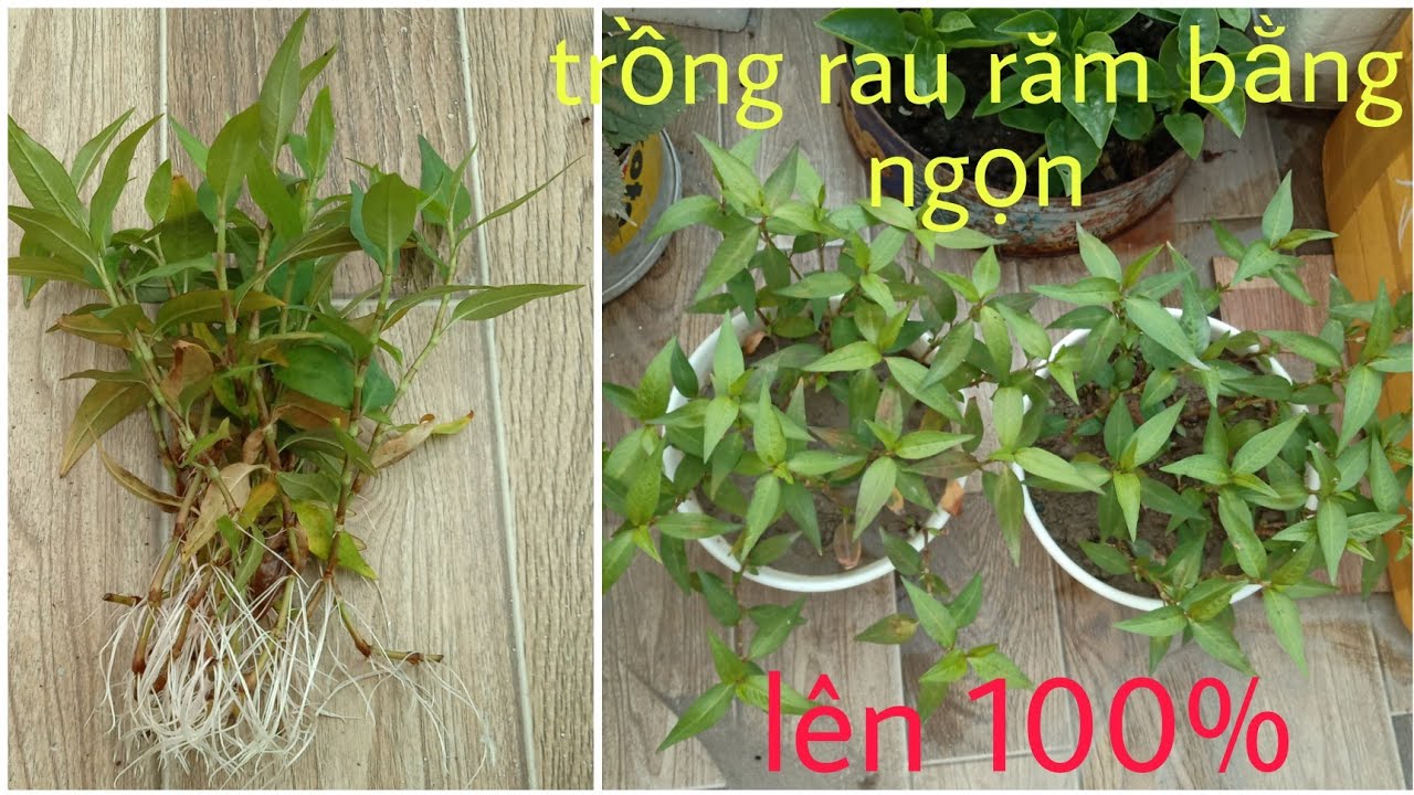 Hướng dẫn cách trồng rau răm bằng cành ( ngọn )