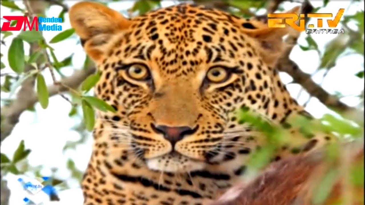 ERi-TV: ምምላስ እንሰሳ ዘገዳም ኣብ ኤርትራ - Signs showing the return of wild animals in Eritrea