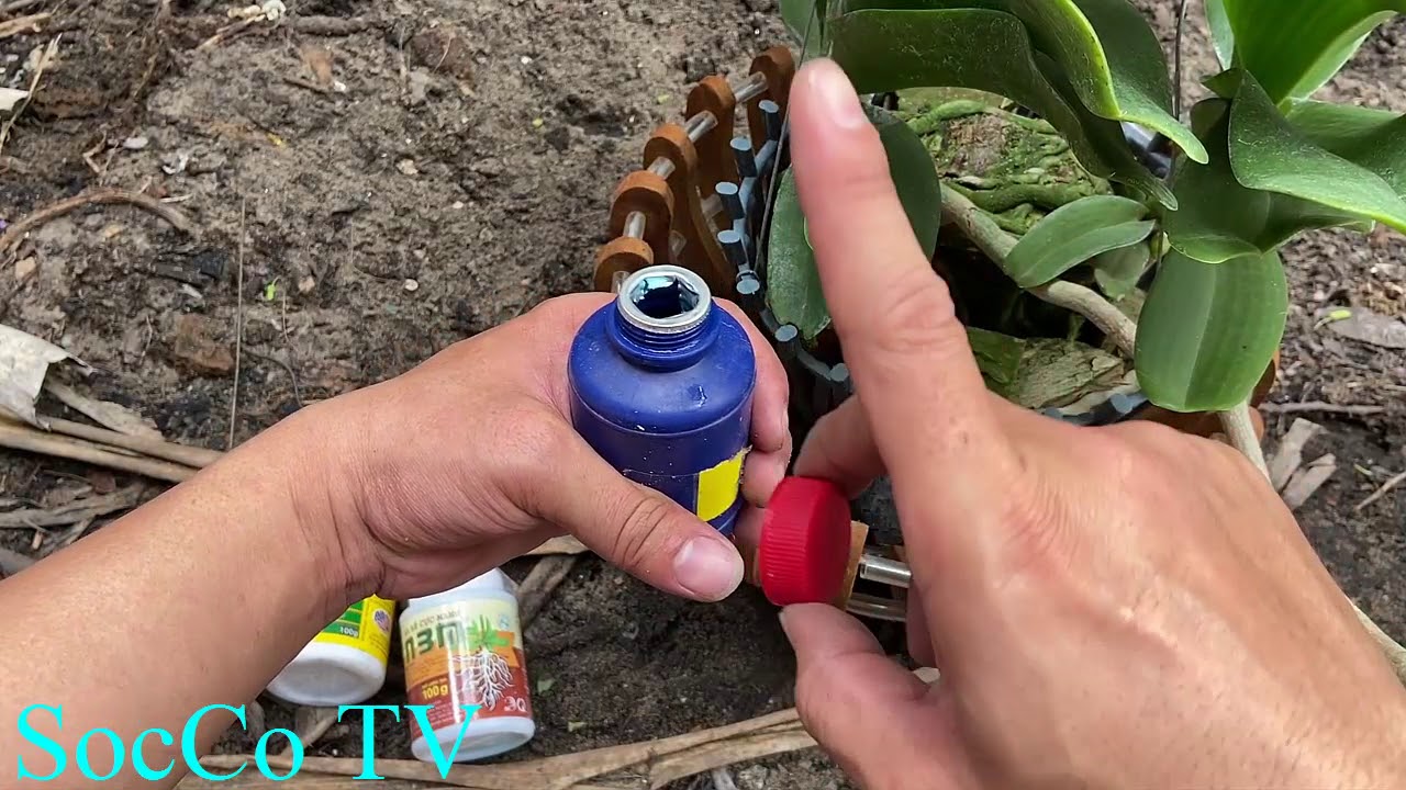C&aacute;ch Trồng V&agrave; Chăm S&oacute;c Lan Đai Ch&acirc;u Hiệu Quả Nhất