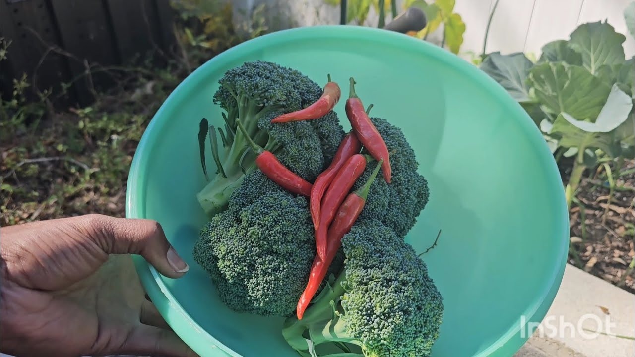 A little harvest and container prepping 