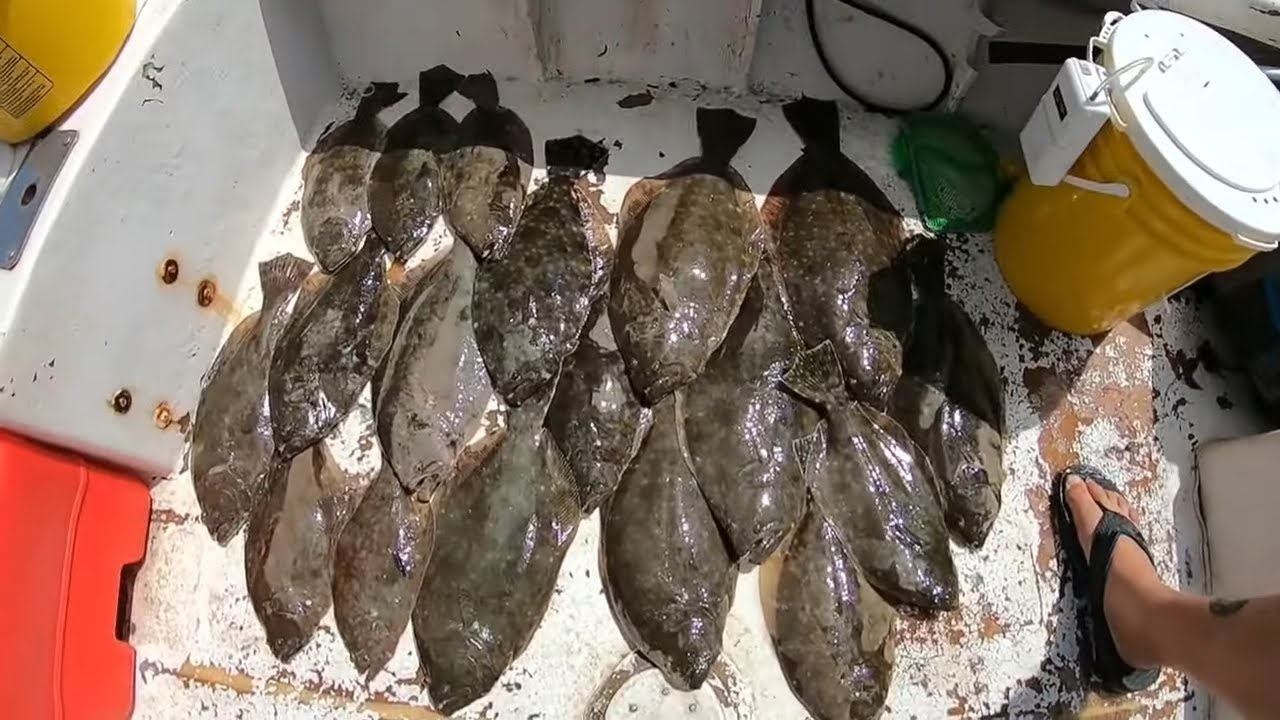 Using LIVE BAIT to Catch a LIMIT of SUMMER Time FLOUNDER