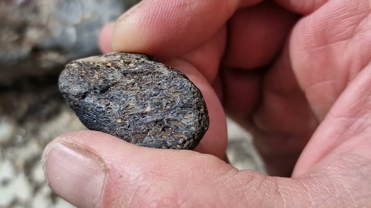 IOW Fossil Hunt Day 4 brook Chine & Compton Bay
