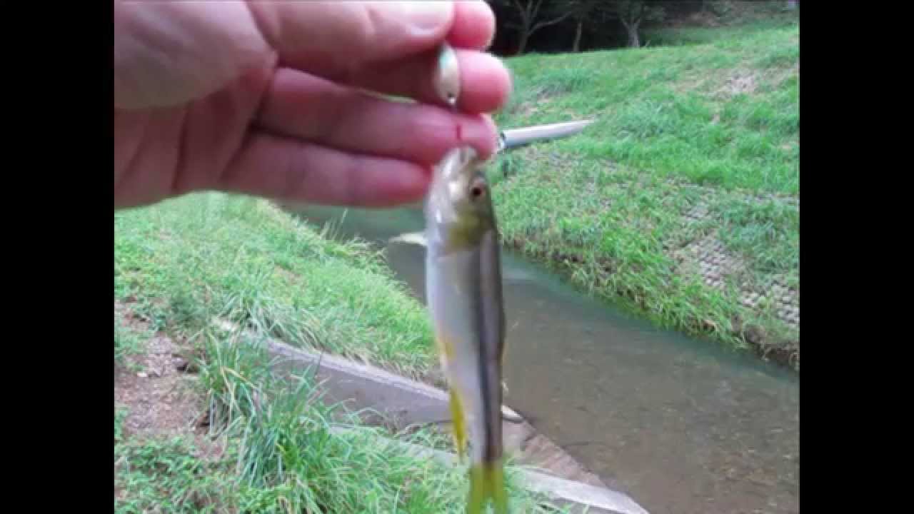 川魚をルアーで釣る。カワムツ編   Lure fishing for 