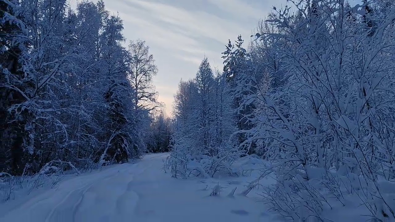 ПОХОД НА ЛЫЖАХ ПО ЗИМНЕЙ ДОРОГЕ 28.12.25