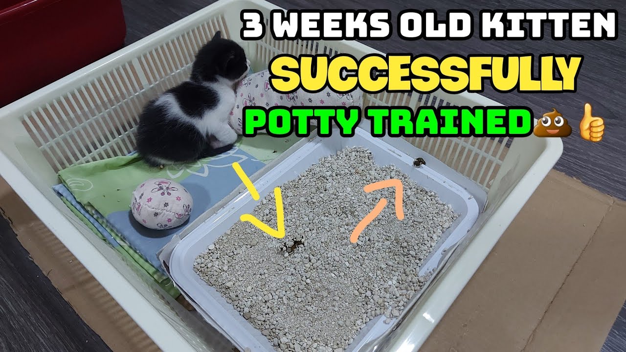 How I potty trained my 3 weeks old kitten | Potty training kitten successfully