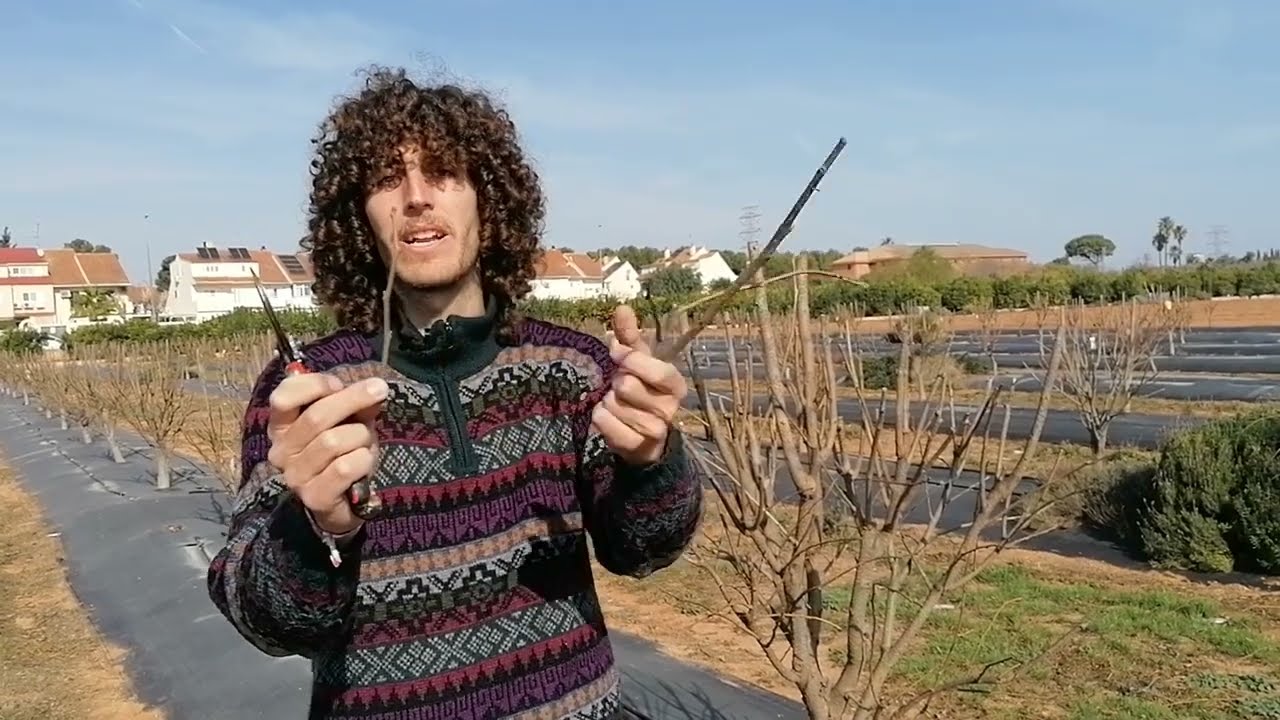 Poda de invierno del caqui