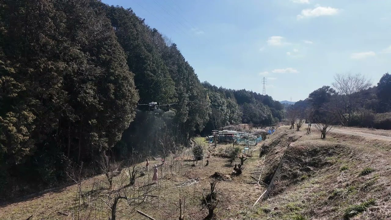 ドローンで果樹に肥料散布 　万田酵素25Lの散布　山側に寄せて障害物で止まってしまった。よけて再開。