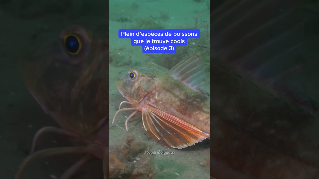 Les Poissons que Je Trouve Cools 🐟🐠🌈 (&Eacute;pisode 3)