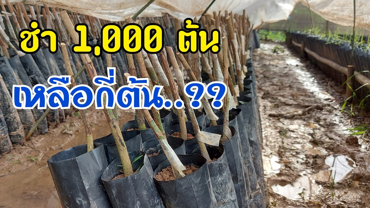 ชำถุง 1,000 ต้นเหลือกี่ต้น..?? | DEAW CHANNEL