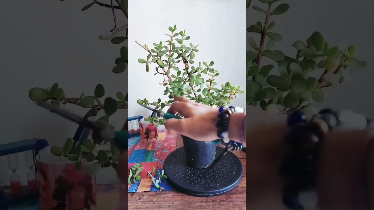 Trimming my Dwarf Jades #jade #dwarfjade #bonsaipaathshala