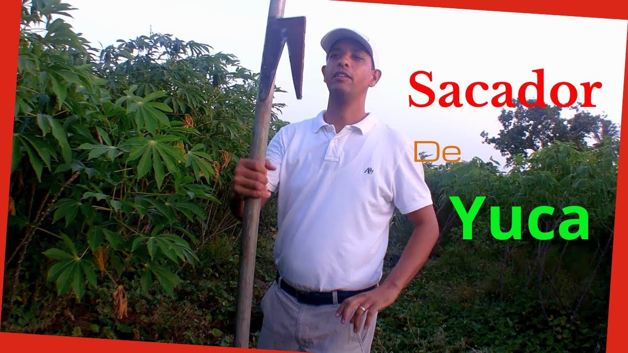 Sacador de yuca