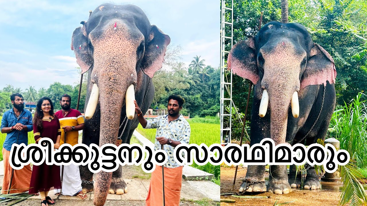 ചെറുപ്പത്തിൽ ആനയെ പേടി എന്നിട്ടും ആനകാരനായി|ശ്രീകുട്ടന്റെ സാരഥി സുമേഷ് |sarisway