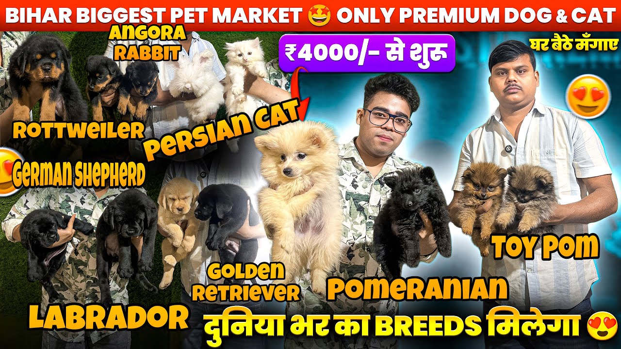 Best Pet Shop In Patna 2025🔥| ₹4,000/- से शुरू 🤩| Husky, Labrador, German Shepherd ,Rottweiler, Pug