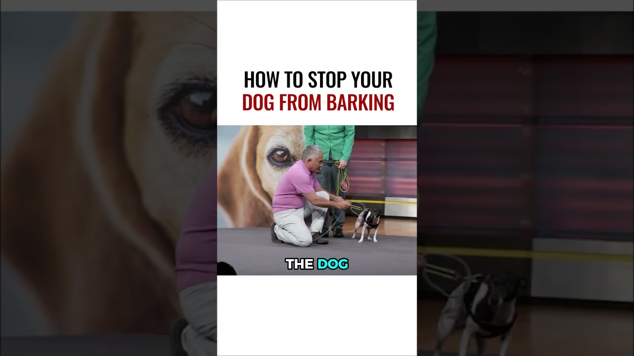 How to Stop Your Dog from Barking