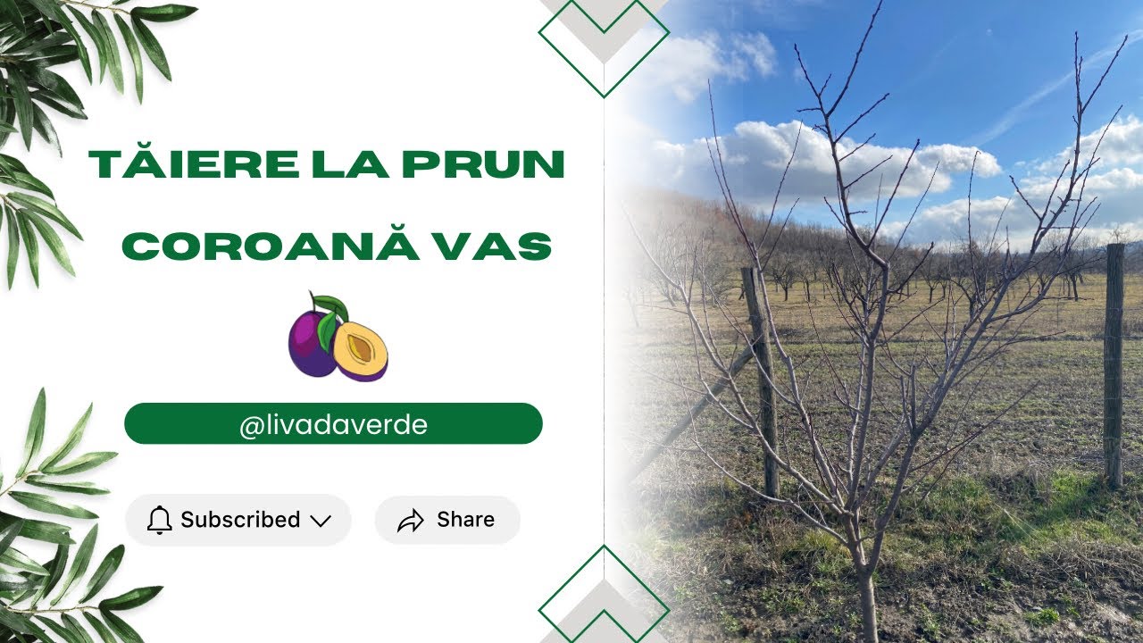 Tăiere Prun anul 4 de la plantare 