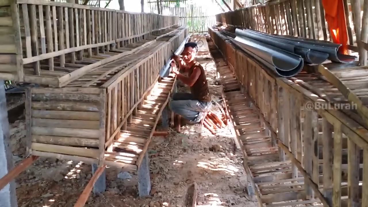 Cara Membuat Kandang Ayam Petelur - Pemasangan Batre Bambu