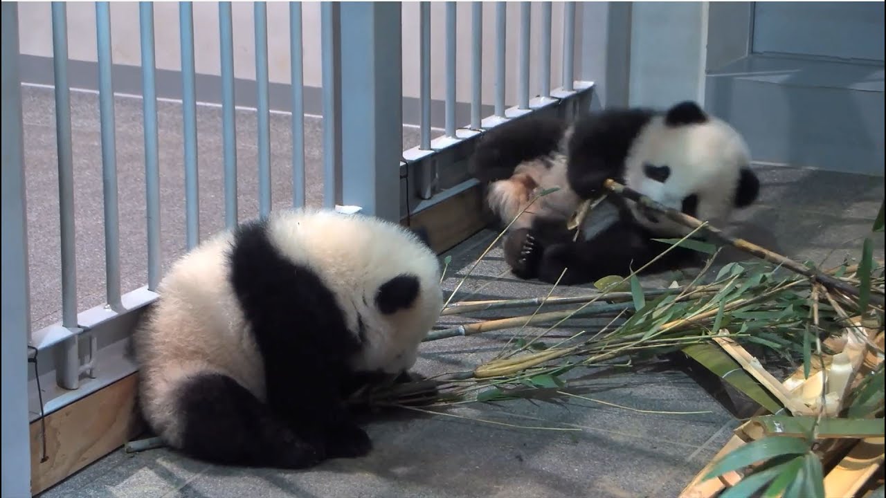 2頭とも乳歯が生えそろったよ！上野動物園のジャイアントパンダの双子、成長中