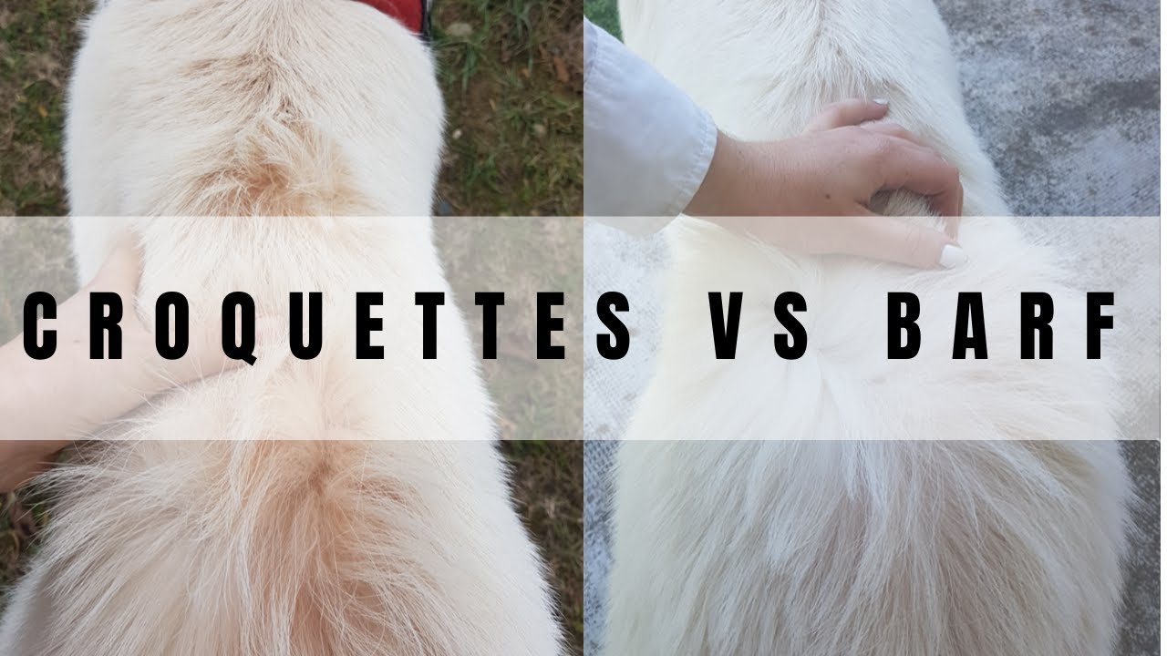 8 BIENFAITS DU RÉGIME BARF !