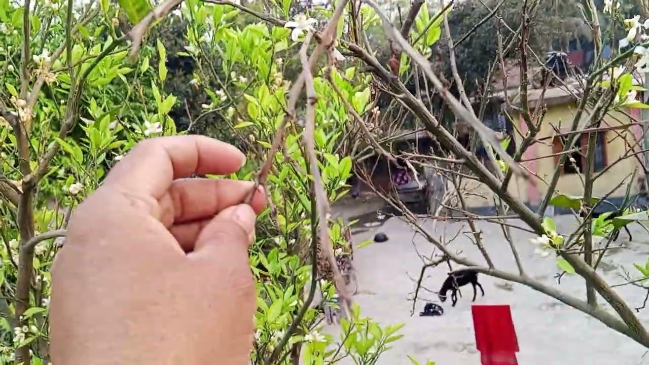 ছাদ বাগানের মাল্টা, কমলার ফুলকে লাল মাকড়ের হাত থেকে অবশ্যই রক্ষা করতে হবে। 
