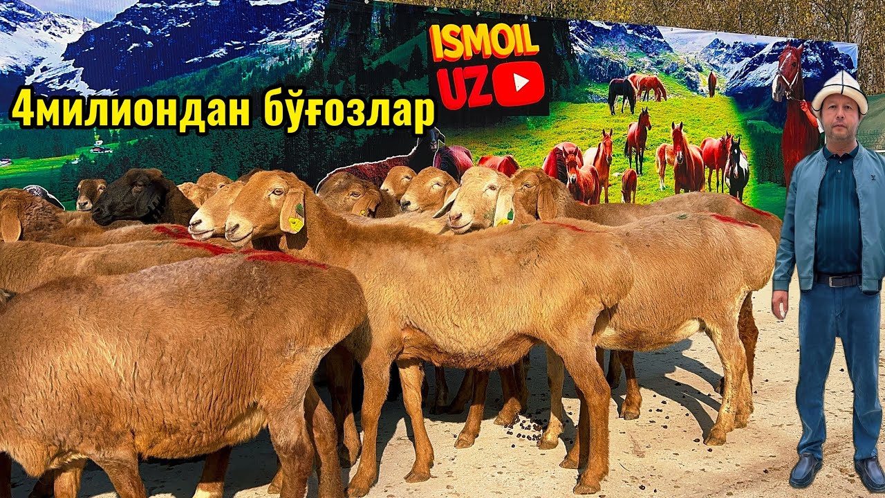 Қирғизистон🇰🇬Бўғоз қўйлари🔥Қўчқори бекорга😱