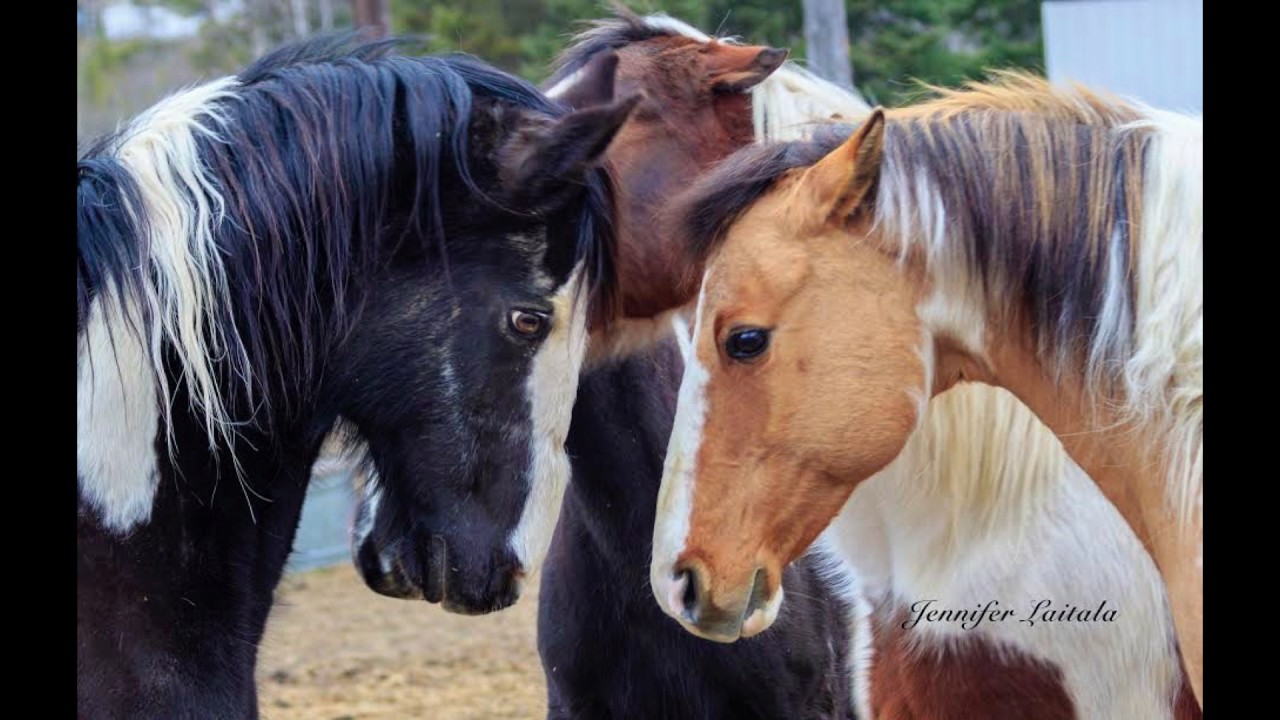 Horses Help Humans Be Real, Honest, and Present | Liz Letson | TEDxBemidji