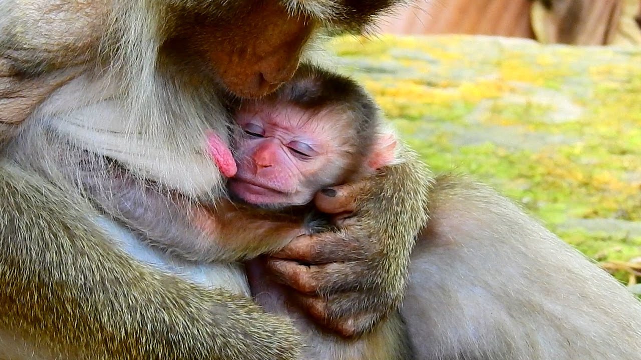 Just born! Newborn Lily very sad when not see sister Rainbow - Rainbow not care about new baby Lily