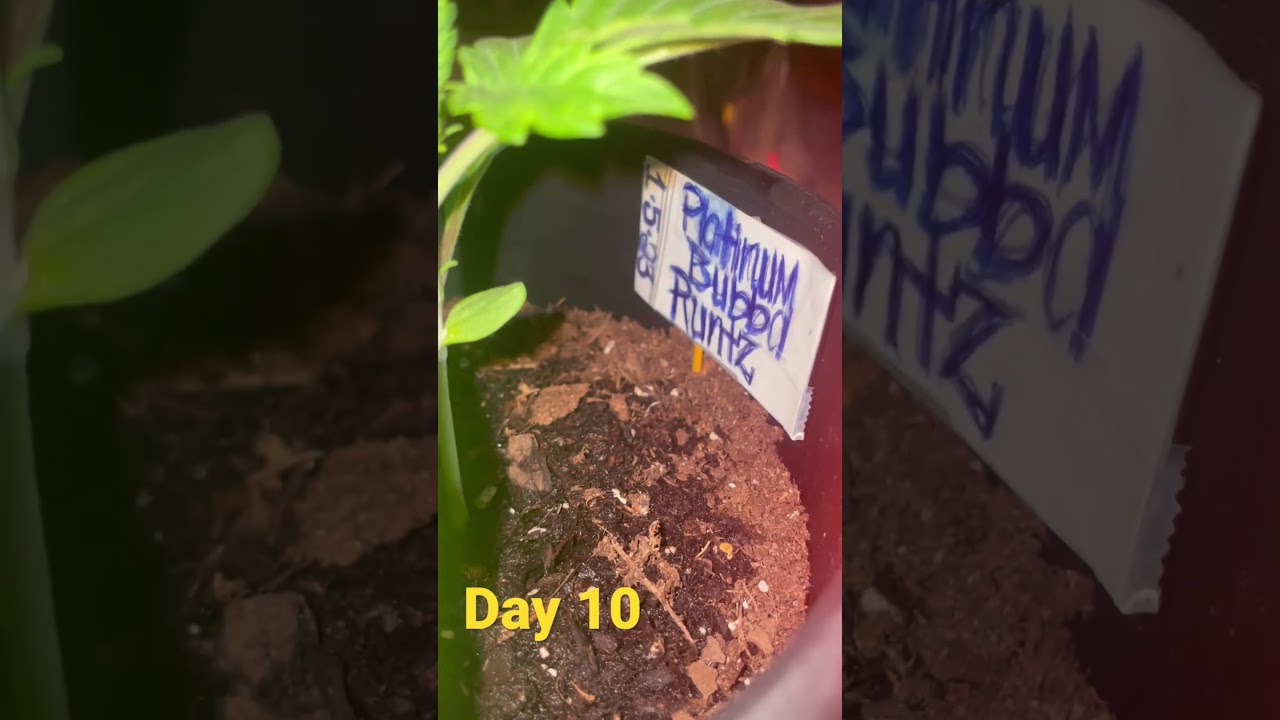 Strength is a mindset.We are strong enough to overcome anything and everything growth at it&rsquo;s finest