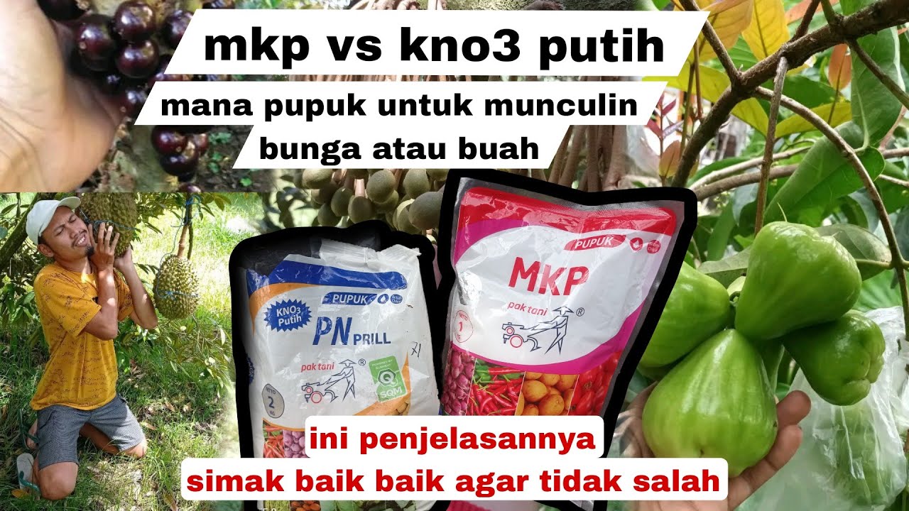 PUPUK MKP ATAU KNO3 PUTIH BUAT MUNCULIN BUNGA ATAU BUAH, INI JAWABANNYA