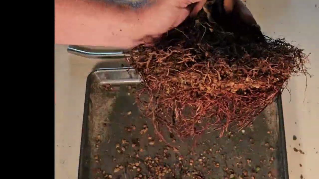 S1E10 Dawn Redwood repot with root correction