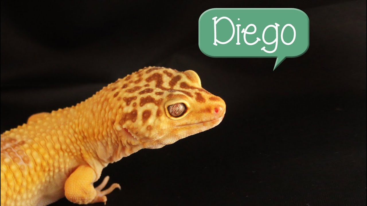 60 Possible Names For Your Pet Lizard